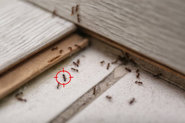 Professional Pest Control in Gladstone, OR